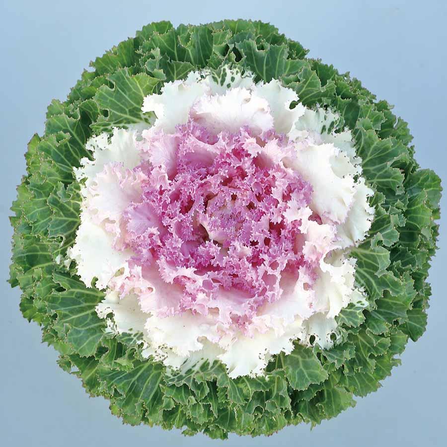 Kale 'nagoya Rose' - View 20 from www redcrocus com