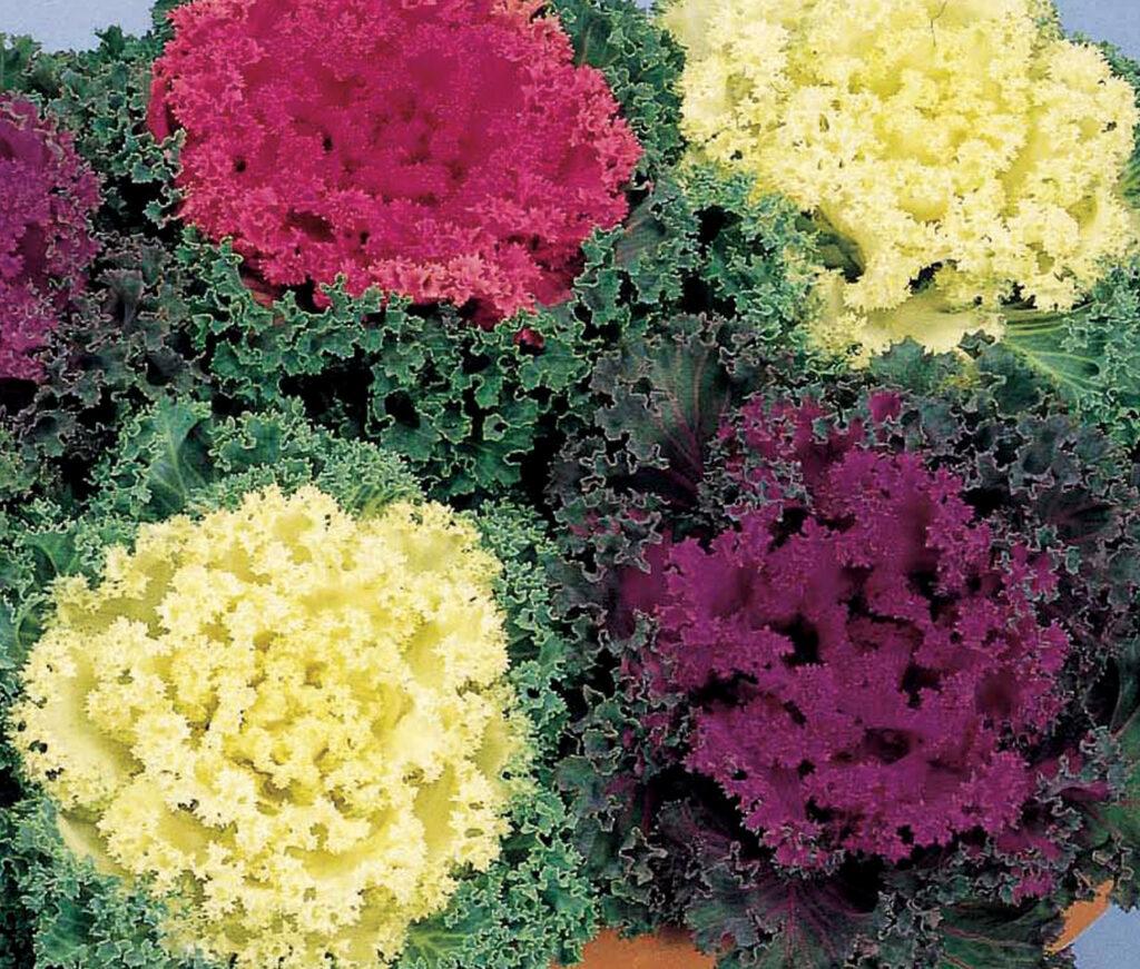 Kale 'nagoya Rose' - View 22 from www redcrocus com