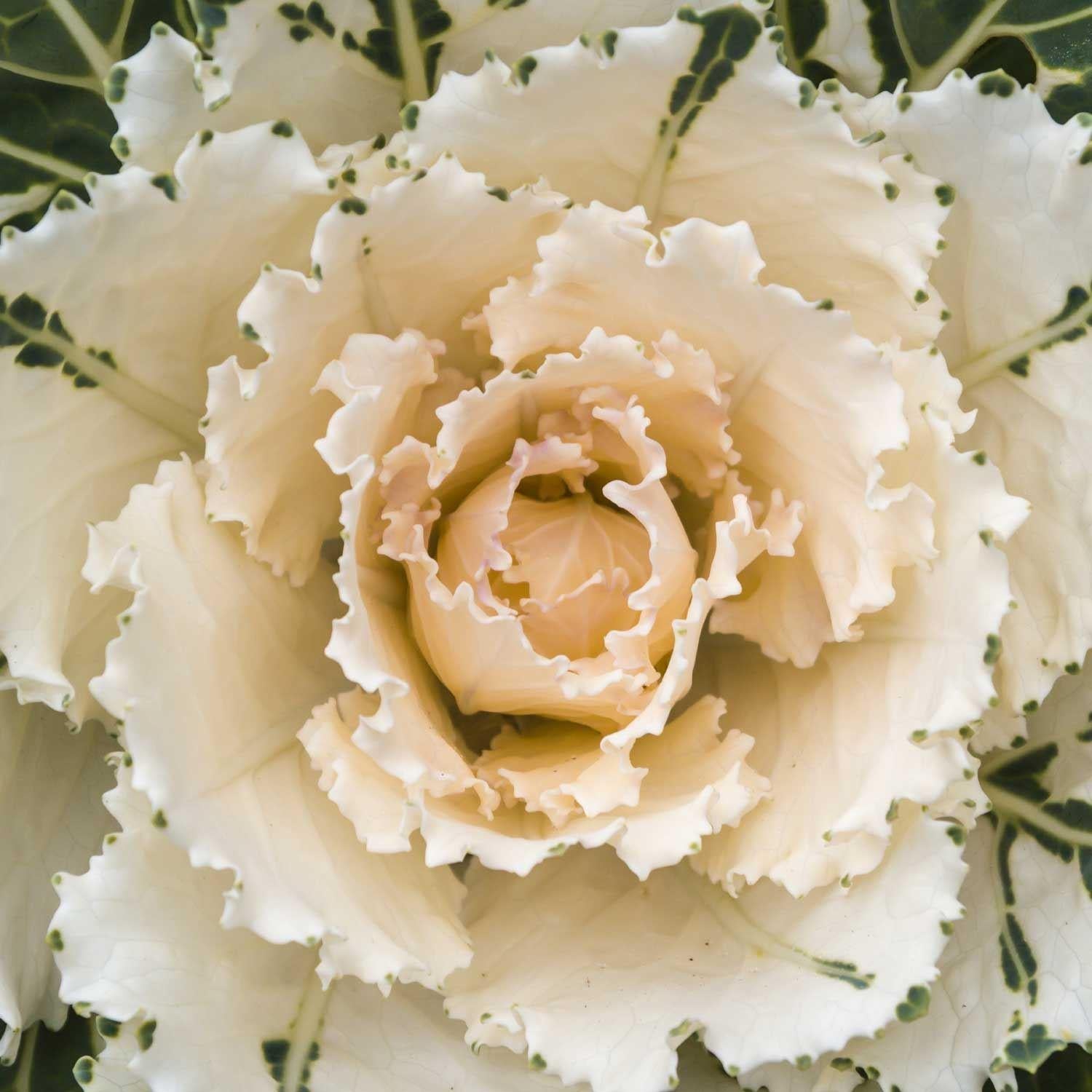 Kale 'nagoya Rose' - View 24 from www redcrocus com