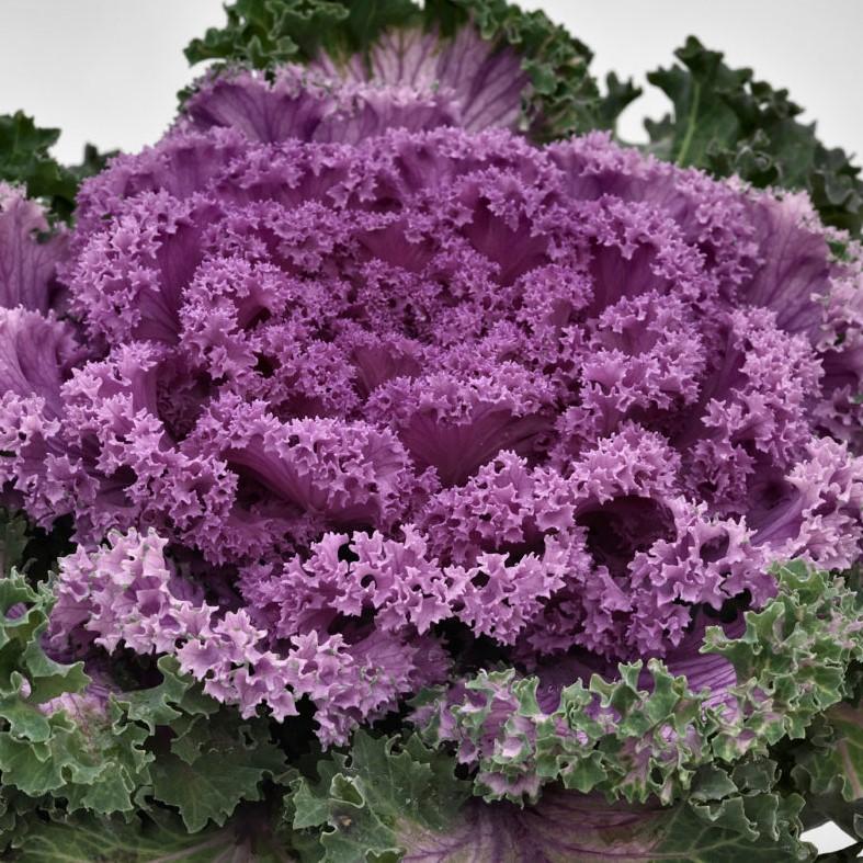 Kale 'nagoya Rose' - View 25 from www redcrocus com