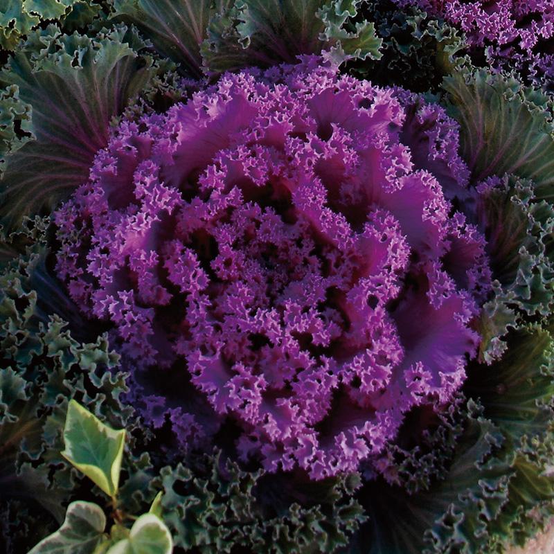 Kale 'nagoya Rose' - View 28 from www redcrocus com