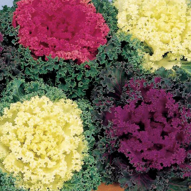 Kale 'nagoya Rose' - View 2 from www redcrocus com