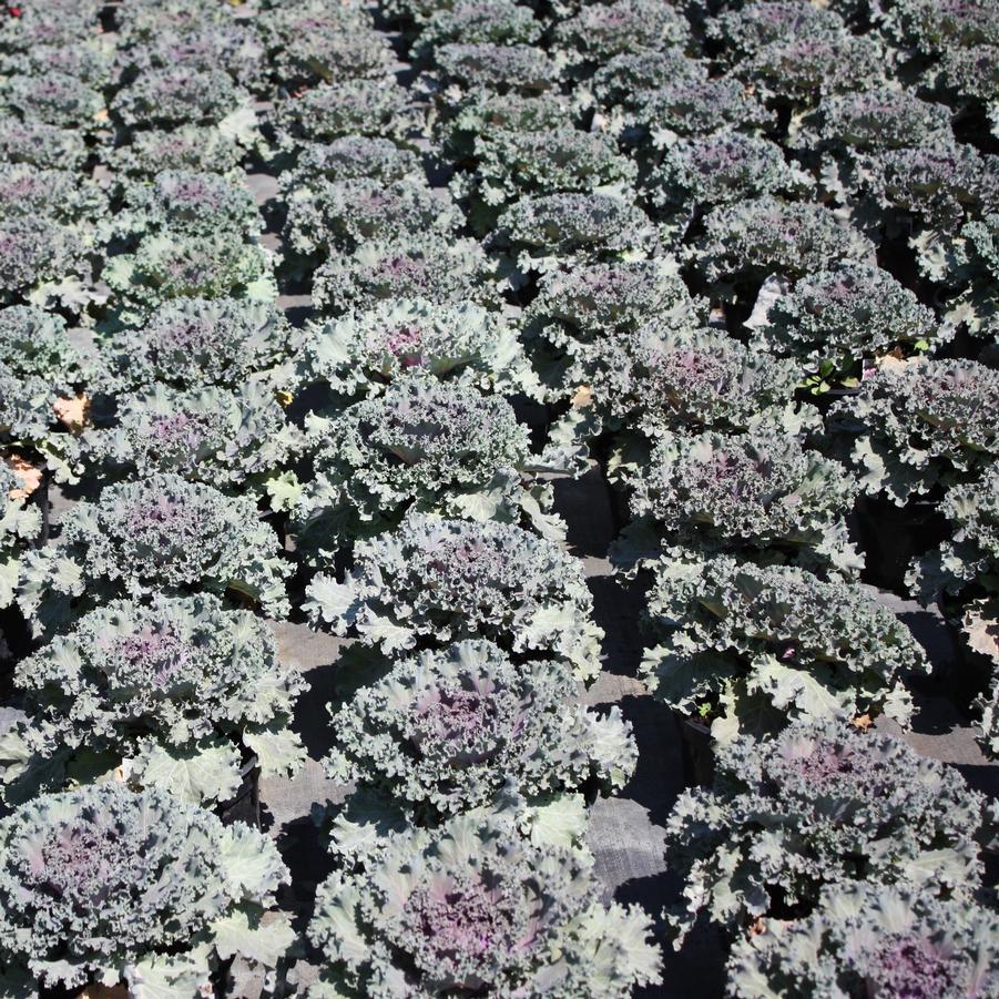 Kale 'nagoya Rose' - View 6 from www redcrocus com