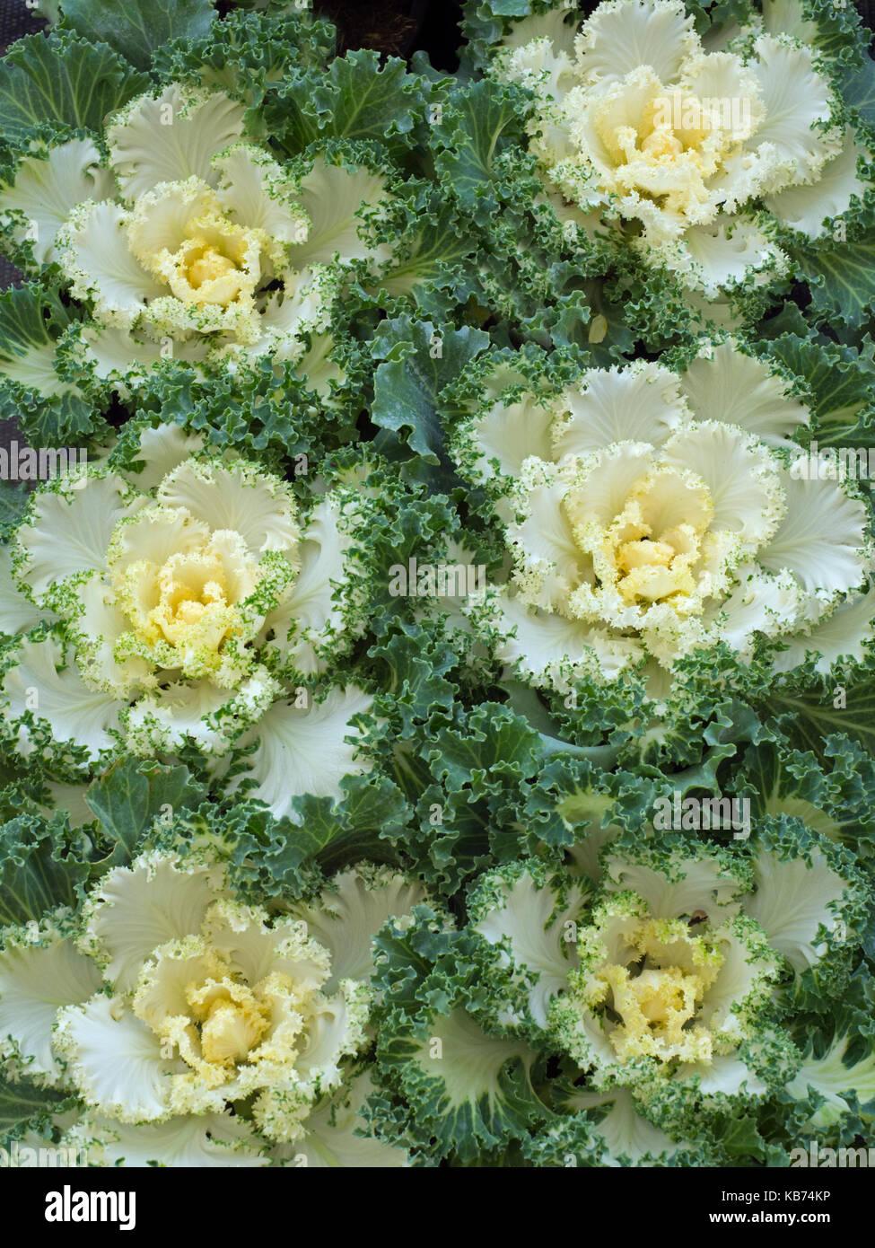 Kale Nagoya White - View 9 from www redcrocus com