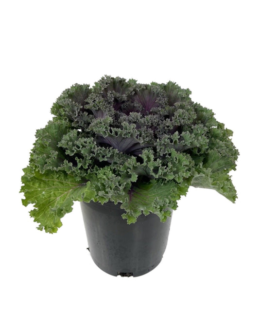 Kale Kamome Red - View 10 from www redcrocus com