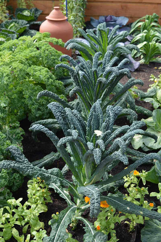 Kale Dinosaur - View 1 from www redcrocus com