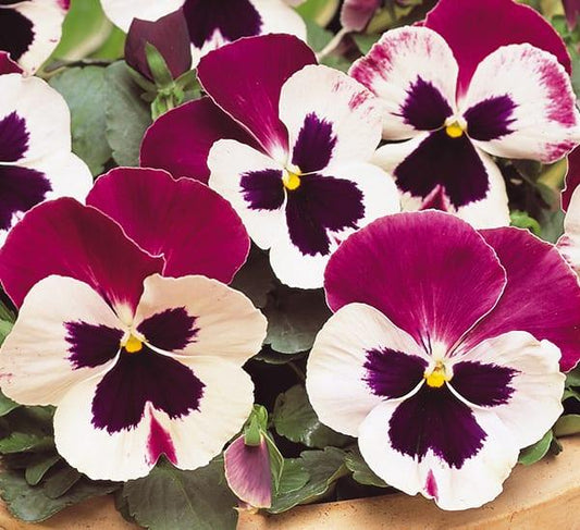 Pansy Matrix Rose Wing - View 1 from www redcrocus com