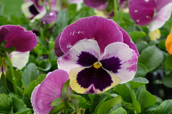 Pansy Matrix Rose Wing - View 3 from www redcrocus com