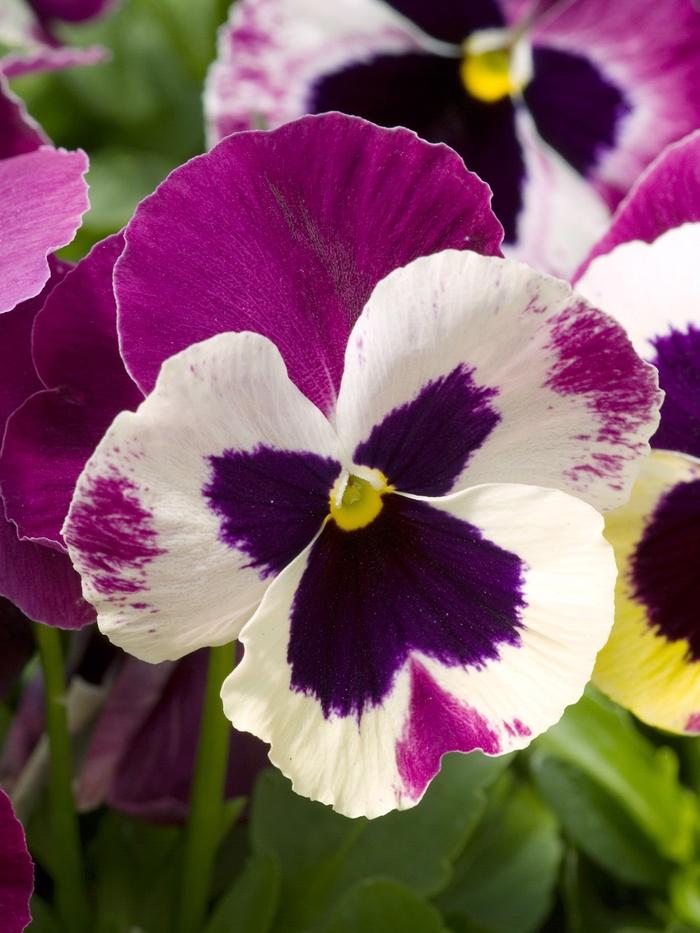 Pansy Matrix Rose Wing - View 4 from www redcrocus com