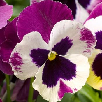 Pansy Matrix Rose Wing - View 5 from www redcrocus com