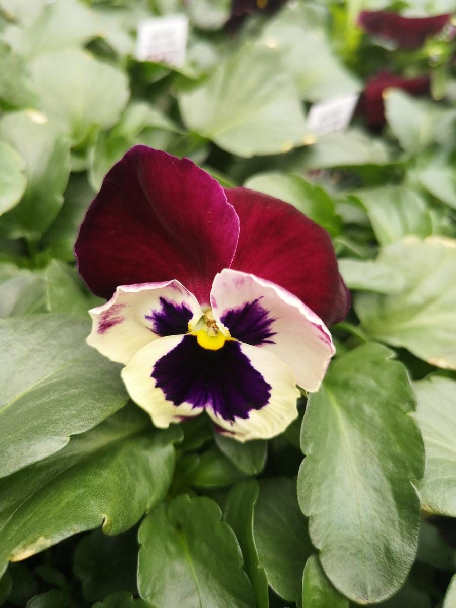 Pansy Matrix Rose Wing - View 6 from www redcrocus com