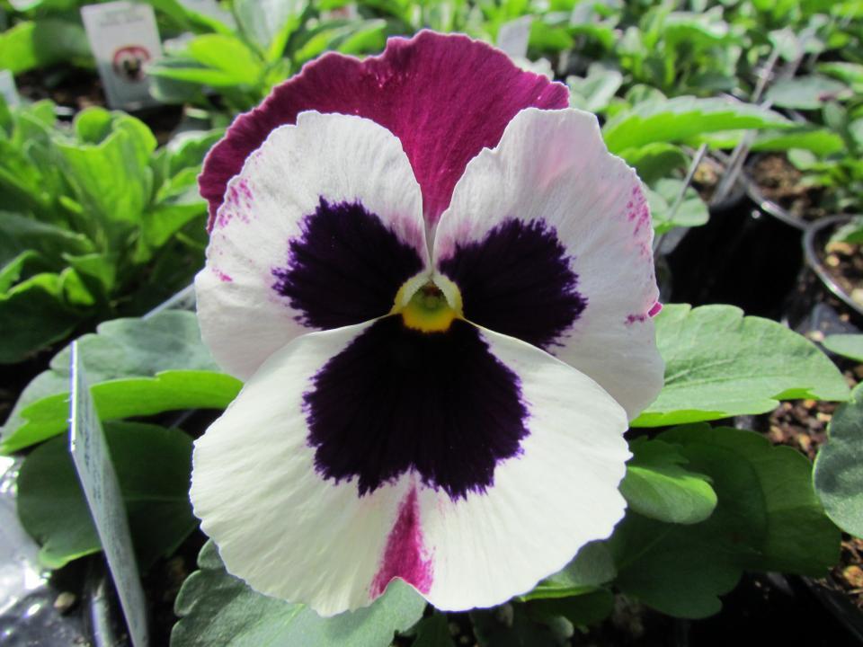 Pansy Matrix Rose Wing - View 7 from www redcrocus com