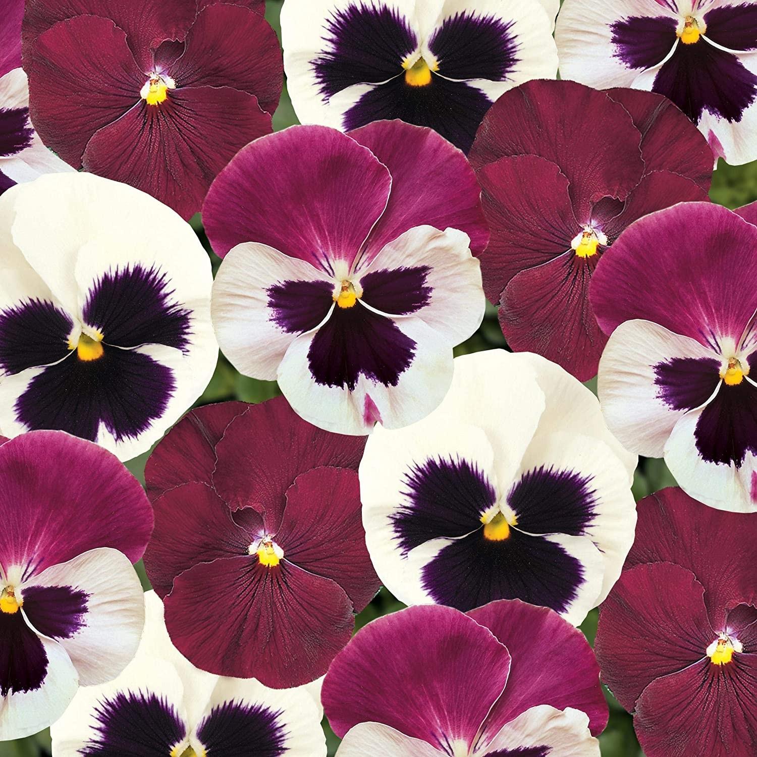 Pansy Matrix Rose Wing - View 9 from www redcrocus com