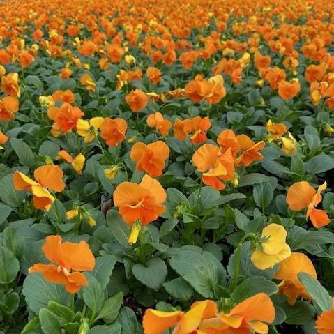 Pansy Matrix Orange - View 12 from www redcrocus com