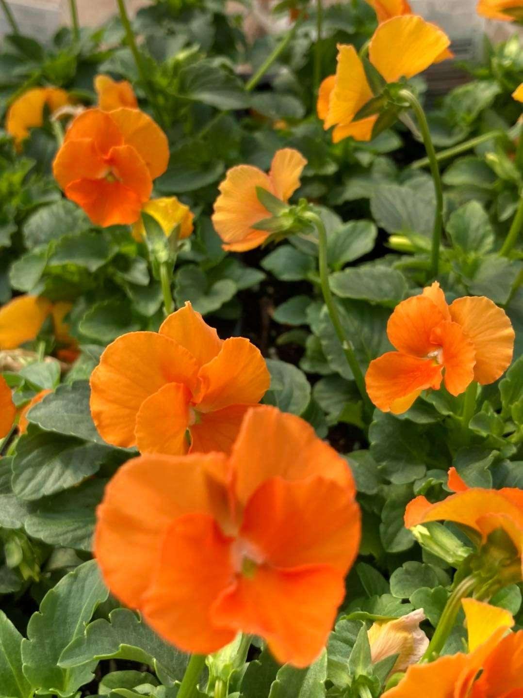 Pansy Matrix Orange - View 2 from www redcrocus com