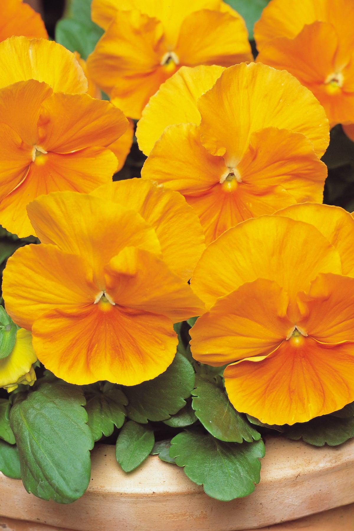 Pansy Matrix Orange - View 4 from www redcrocus com