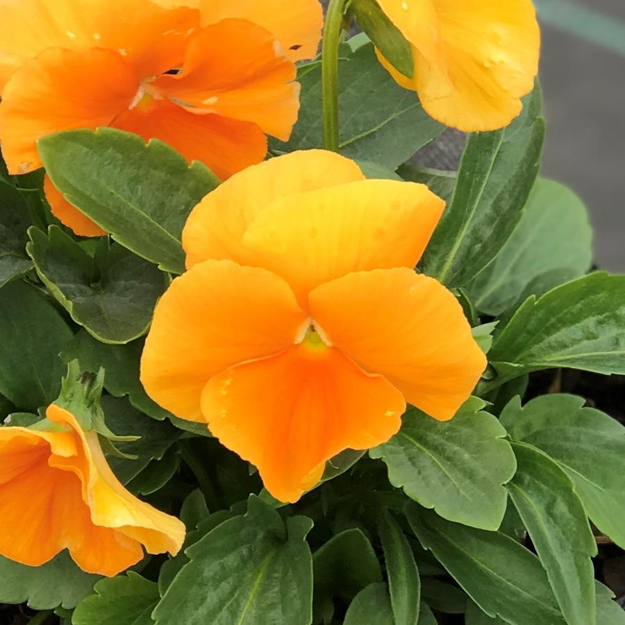 Pansy Matrix Orange - View 6 from www redcrocus com