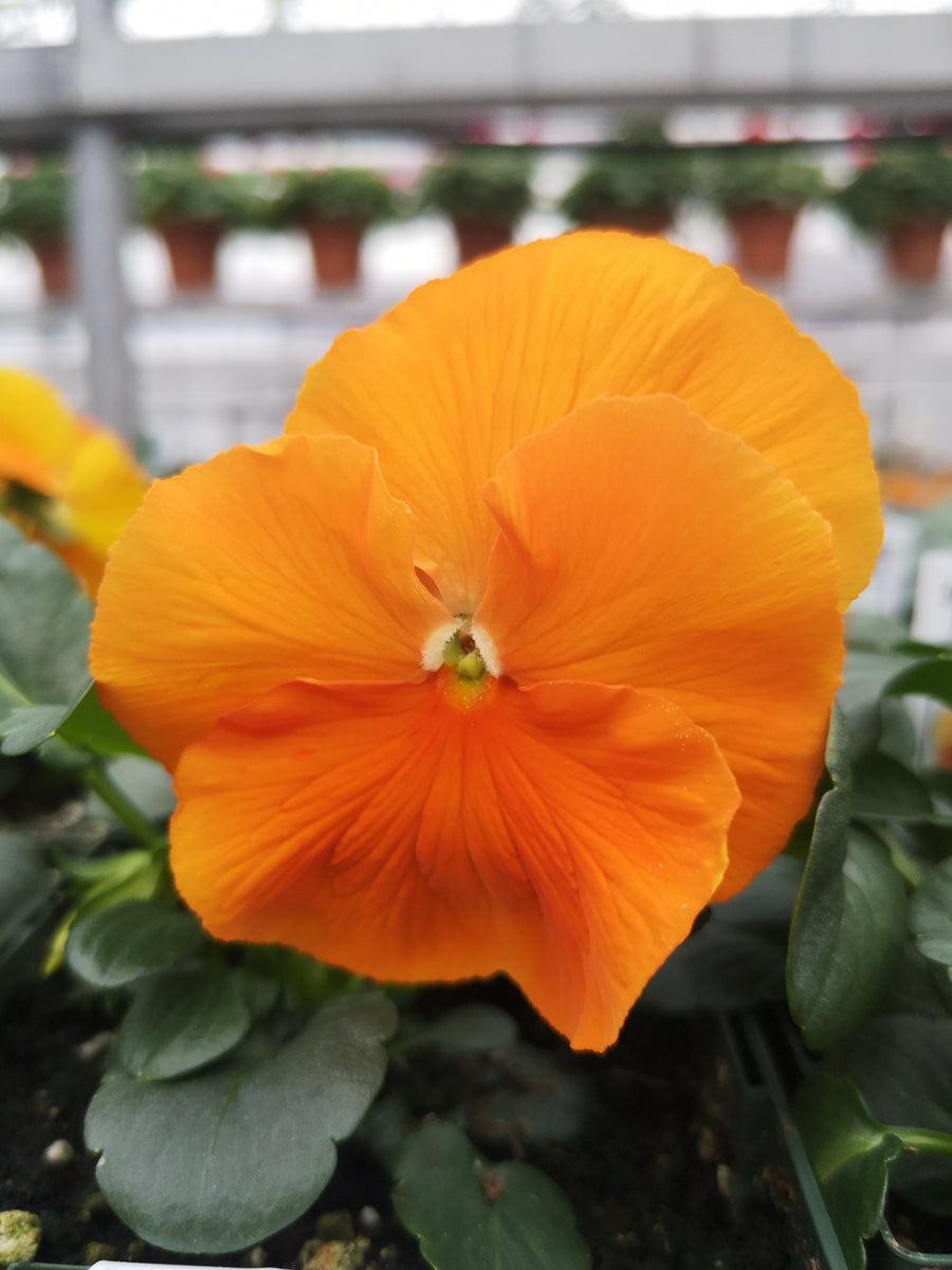 Pansy Matrix Orange - View 9 from www redcrocus com
