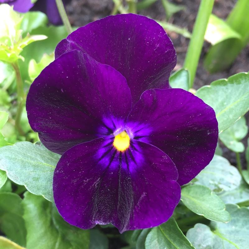 Pansy Matrix Midnight Glow - View 13 from www redcrocus com