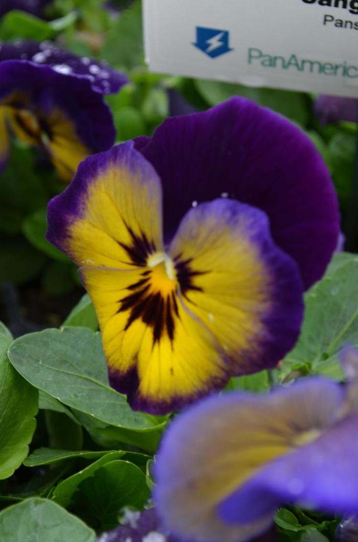 Pansy Matrix Midnight Glow - View 14 from www redcrocus com