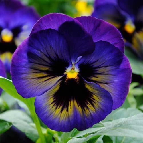 Pansy Matrix Midnight Glow - View 1 from www redcrocus com