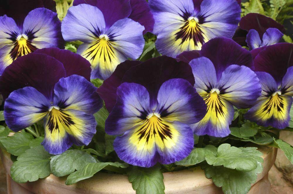 Pansy Matrix Midnight Glow - View 2 from www redcrocus com