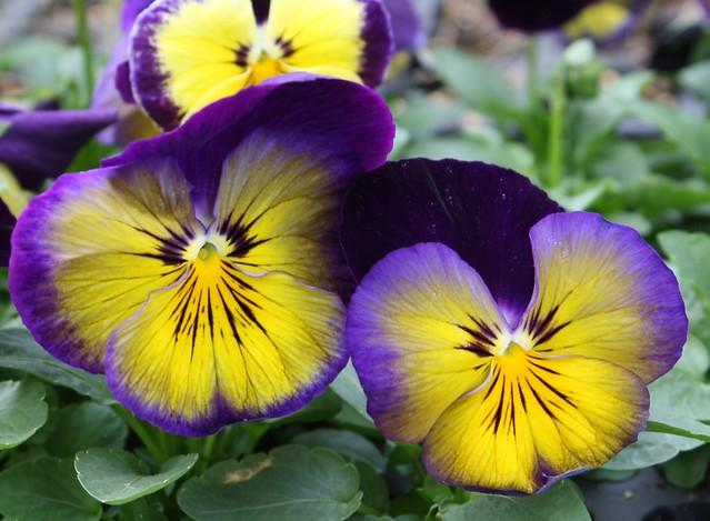 Pansy Matrix Midnight Glow - View 3 from www redcrocus com