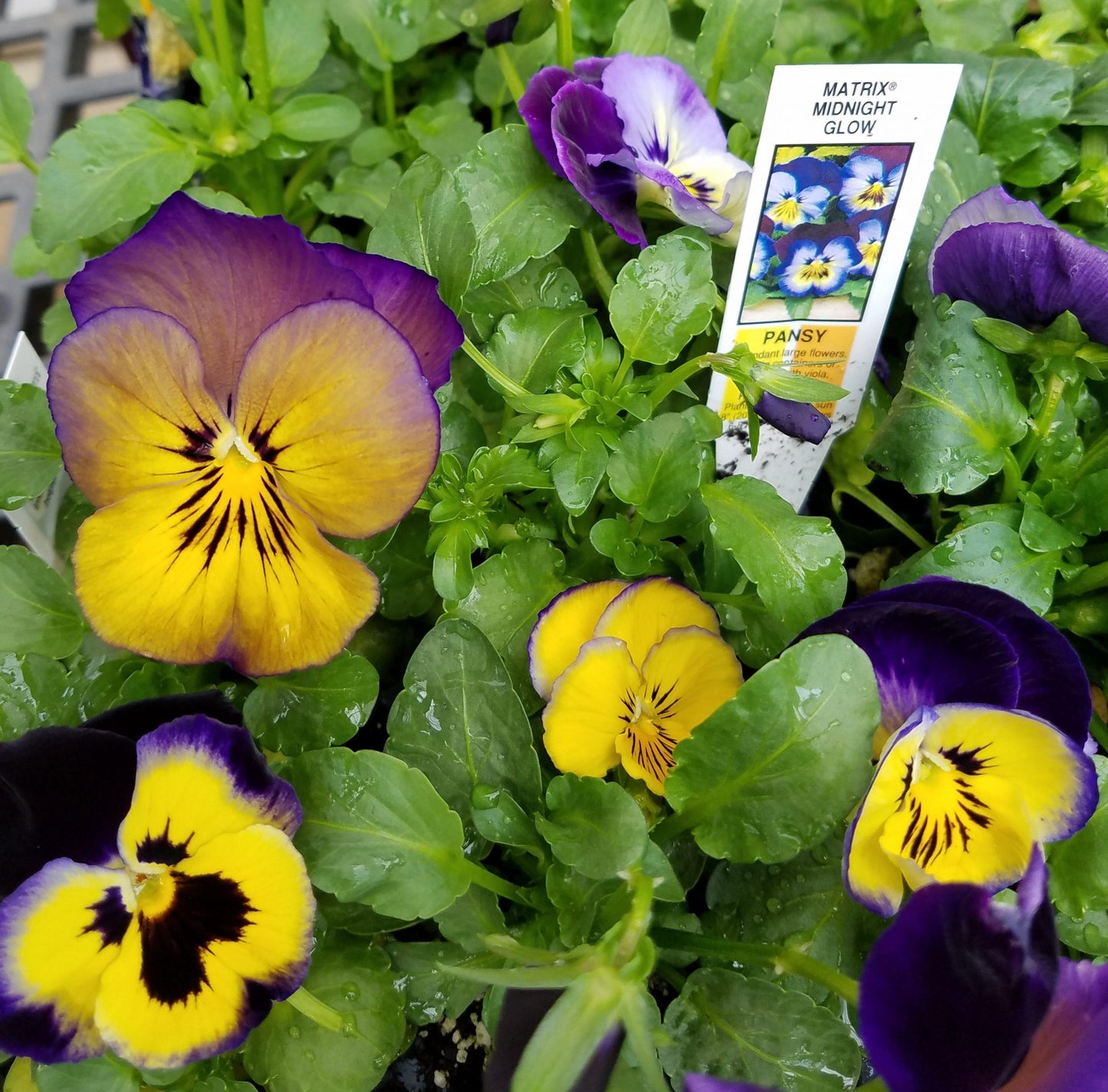 Pansy Matrix Midnight Glow - View 6 from www redcrocus com