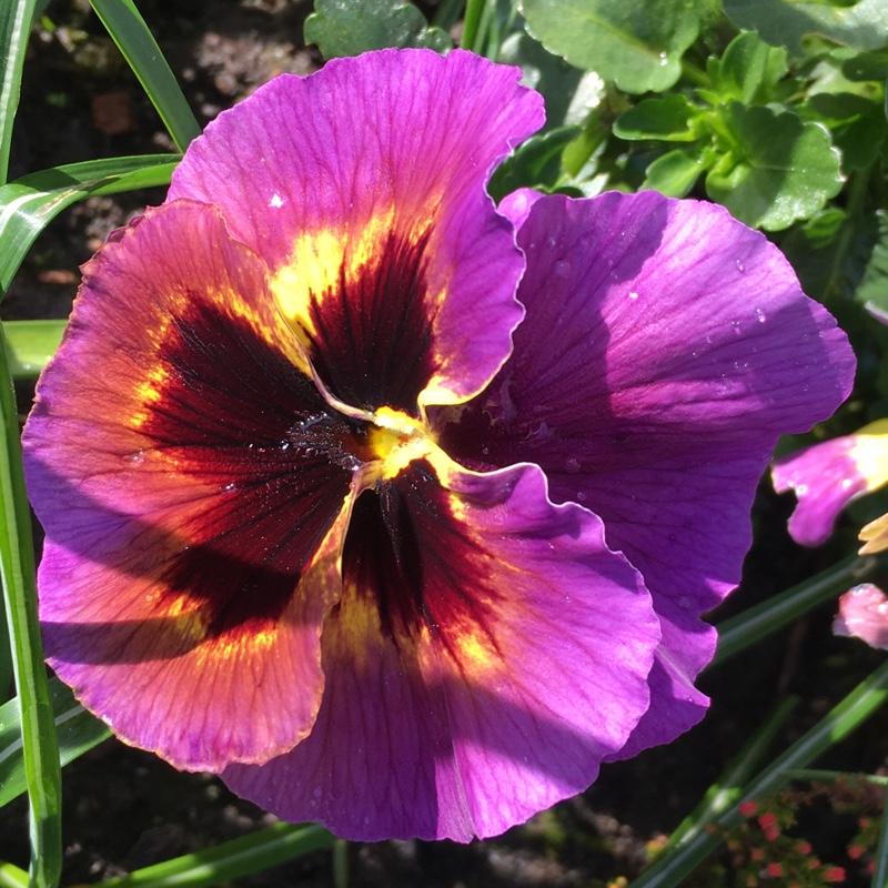 Pansy Matrix Midnight Glow - View 7 from www redcrocus com