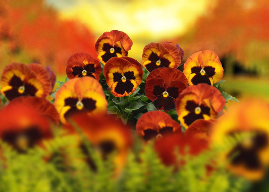 Pansy Matrix Solar Flare - View 1 from www redcrocus com