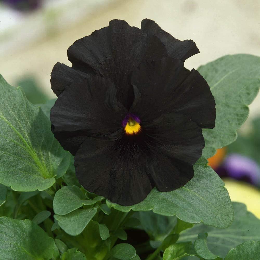 Pansy Black - View 10 from www redcrocus com