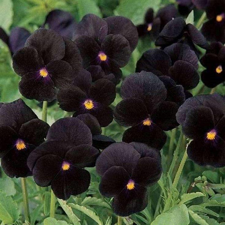 Pansy Black - View 12 from www redcrocus com
