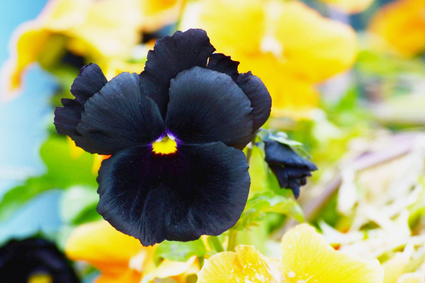 Pansy Black - View 13 from www redcrocus com