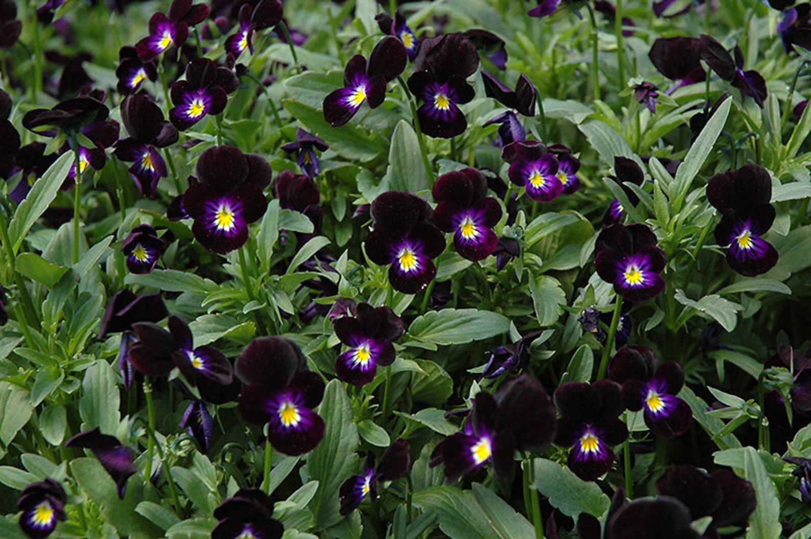 Pansy Black - View 14 from www redcrocus com