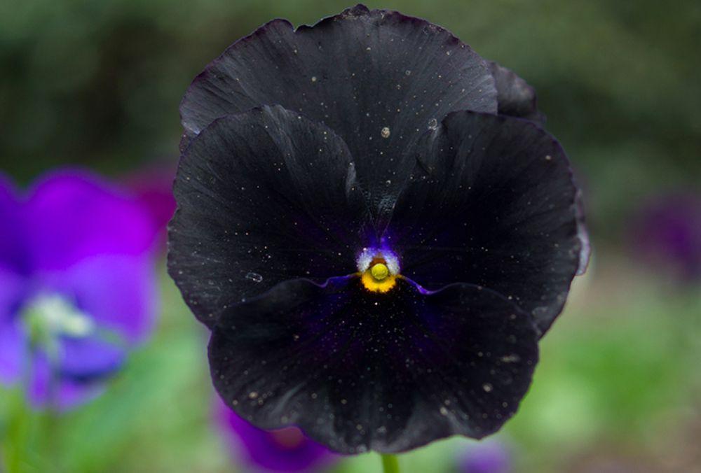 Pansy Black - View 15 from www redcrocus com
