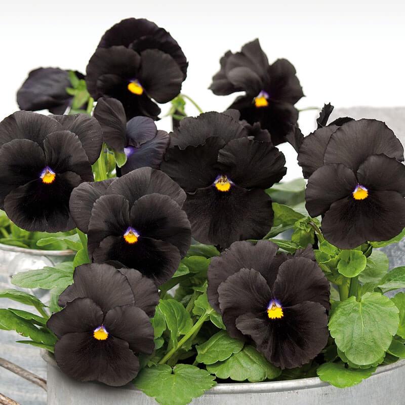 Pansy Black - View 16 from www redcrocus com