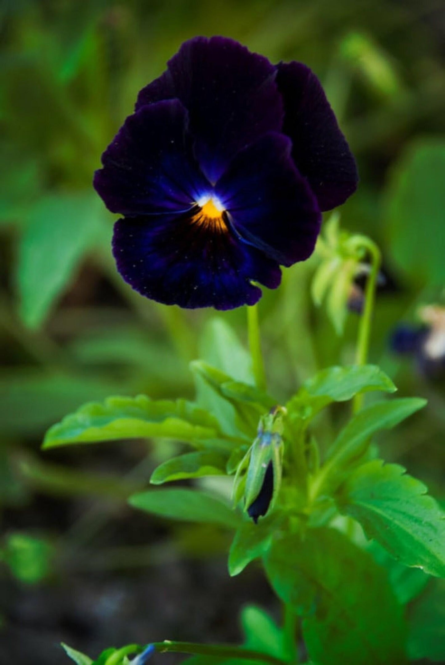 Pansy Black - View 17 from www redcrocus com