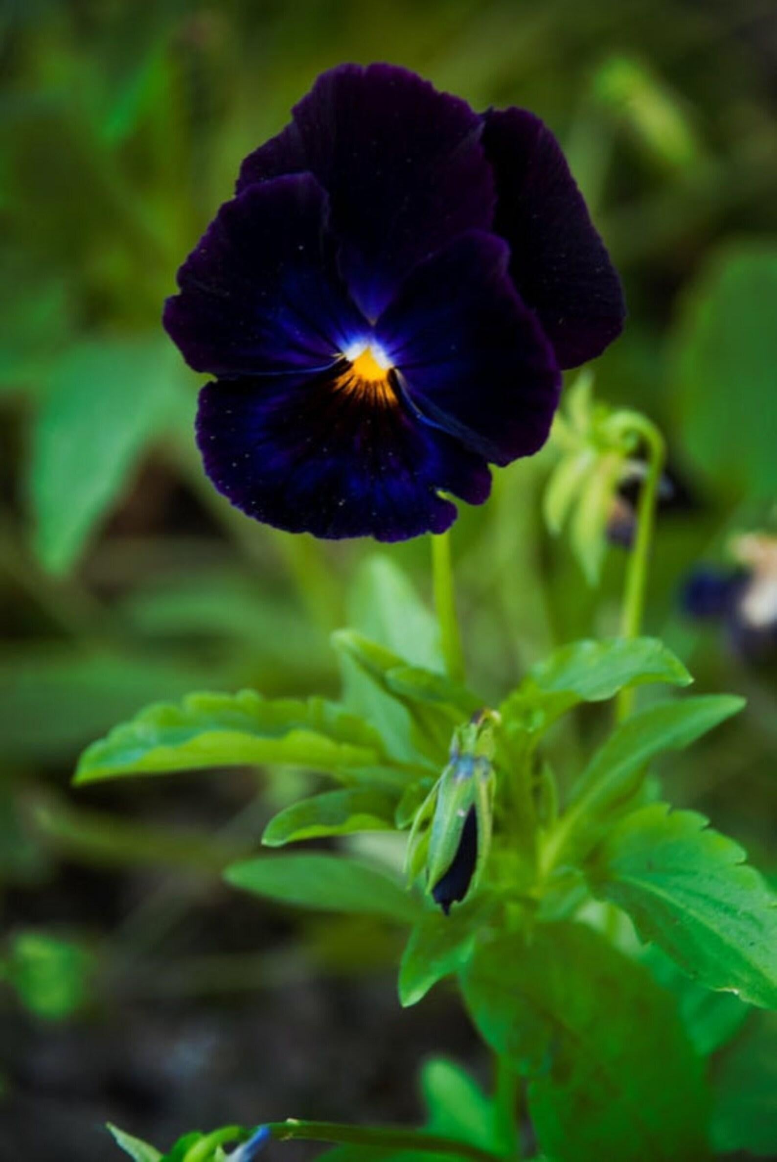 Pansy Black - View 17 from www redcrocus com