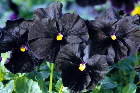 Pansy Black - View 1 from www redcrocus com