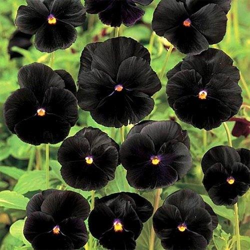 Pansy Black - View 2 from www redcrocus com