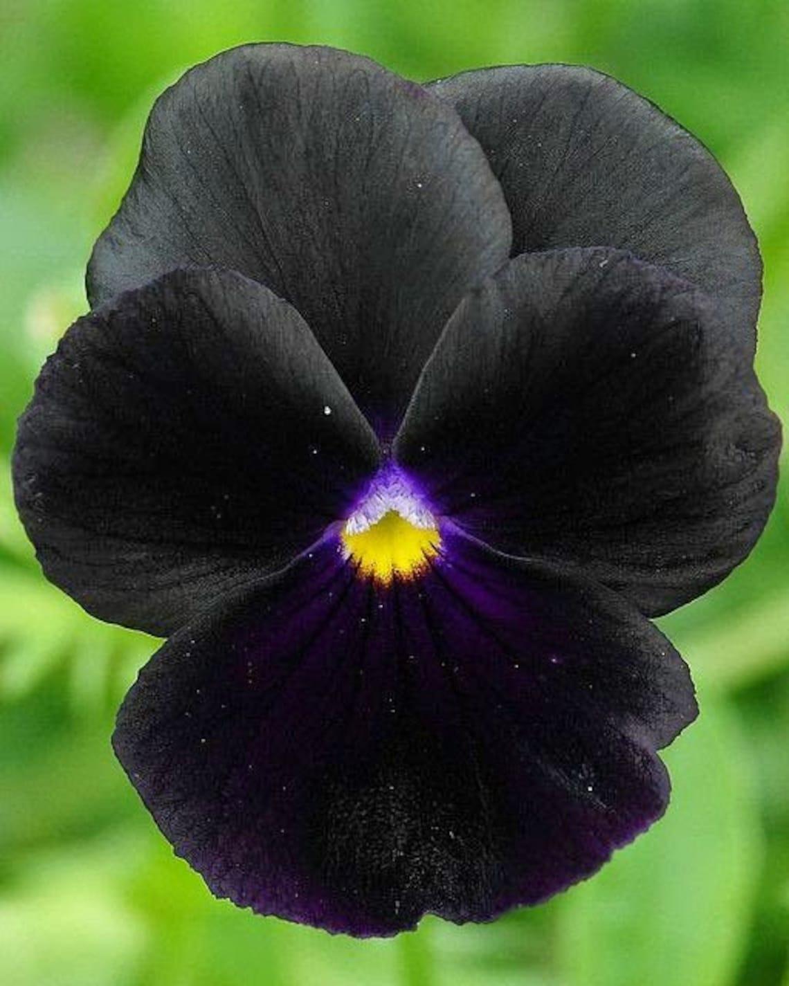 Pansy Black - View 4 from www redcrocus com