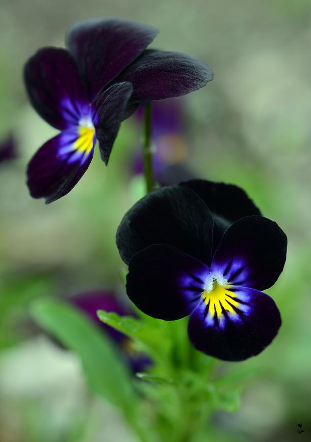 Pansy Black - View 6 from www redcrocus com