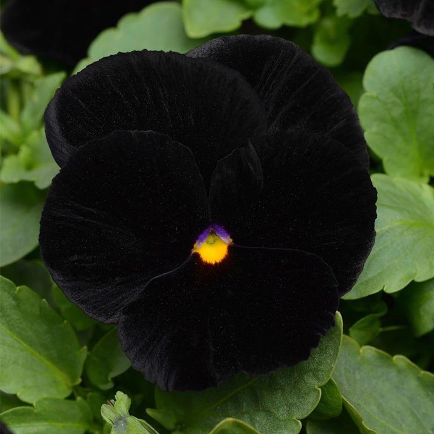 Pansy Black - View 7 from www redcrocus com