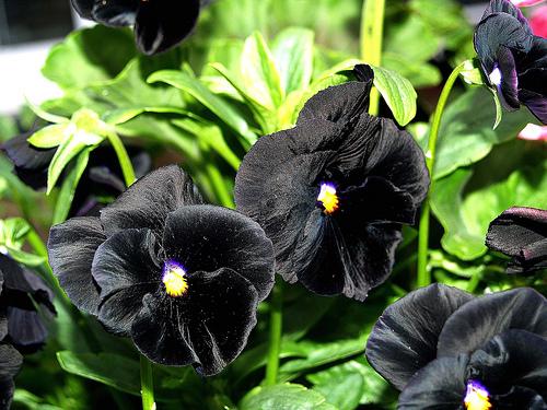 Pansy Black - View 9 from www redcrocus com