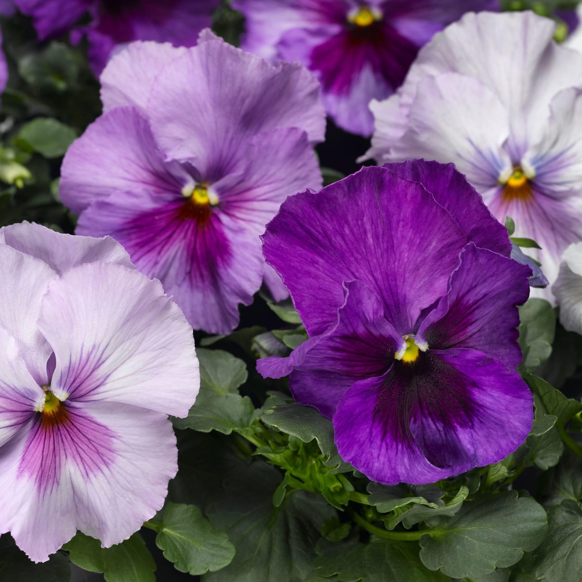Pansy Delta Pro Clear True Blue - View 10 from www redcrocus com