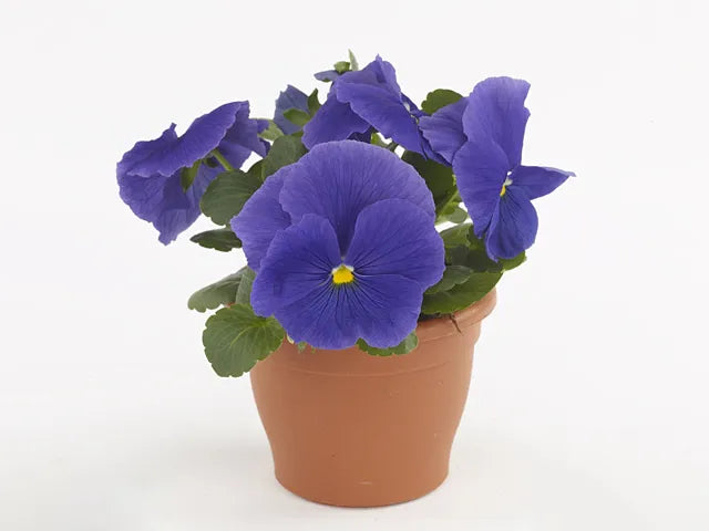 Pansy Delta Pro Clear True Blue - View 11 from www redcrocus com