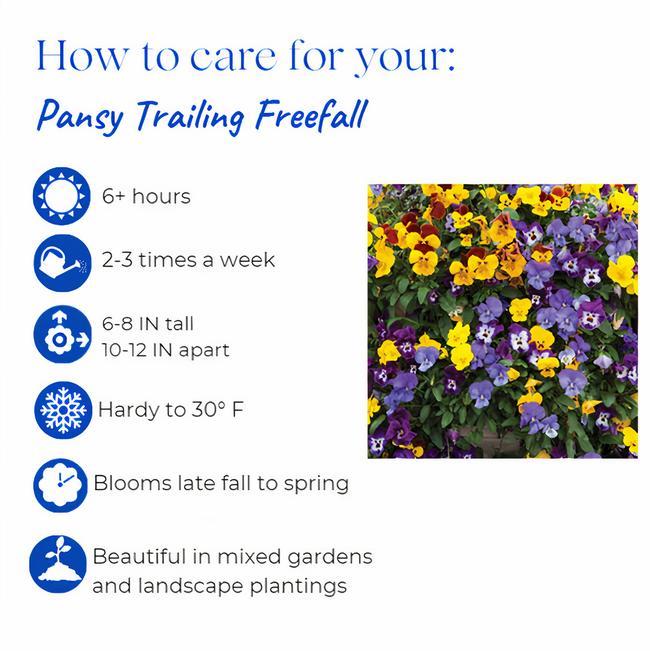 Pansy Delta Pro Clear True Blue - View 12 from www redcrocus com