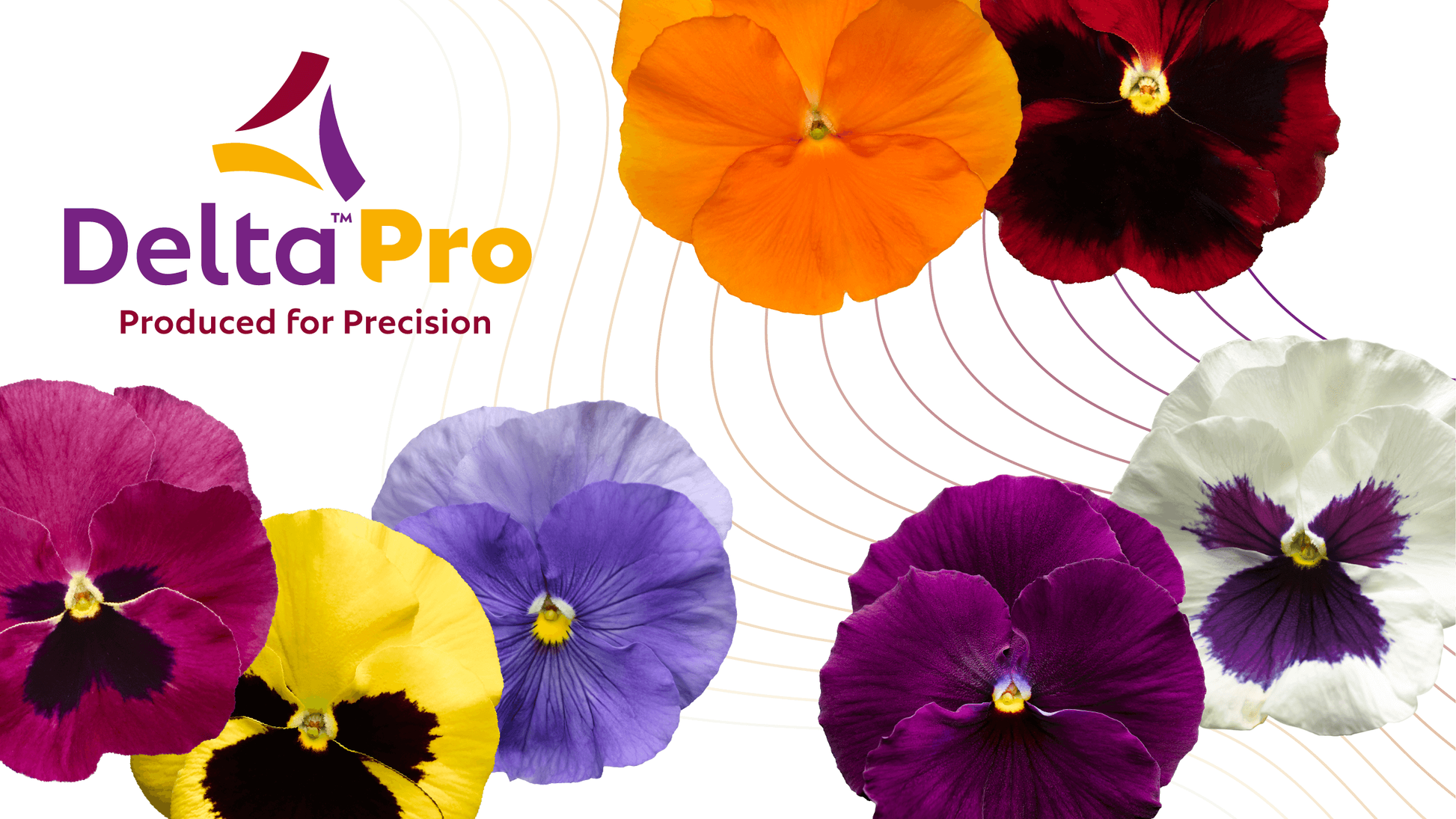 Pansy Delta Pro Clear True Blue - View 14 from www redcrocus com
