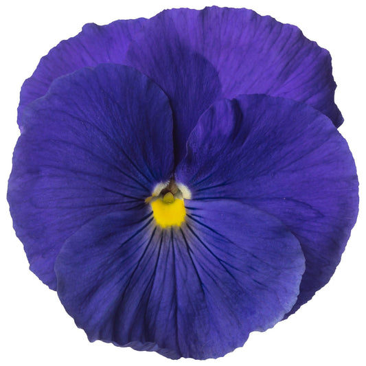 Pansy Delta Pro Clear True Blue - View 1 from www redcrocus com