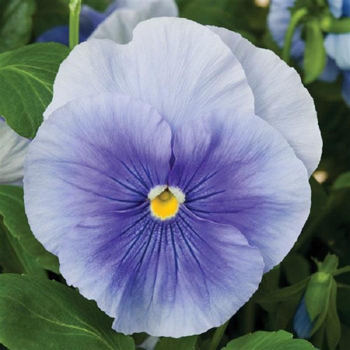 Pansy Delta Pro Clear True Blue - View 2 from www redcrocus com